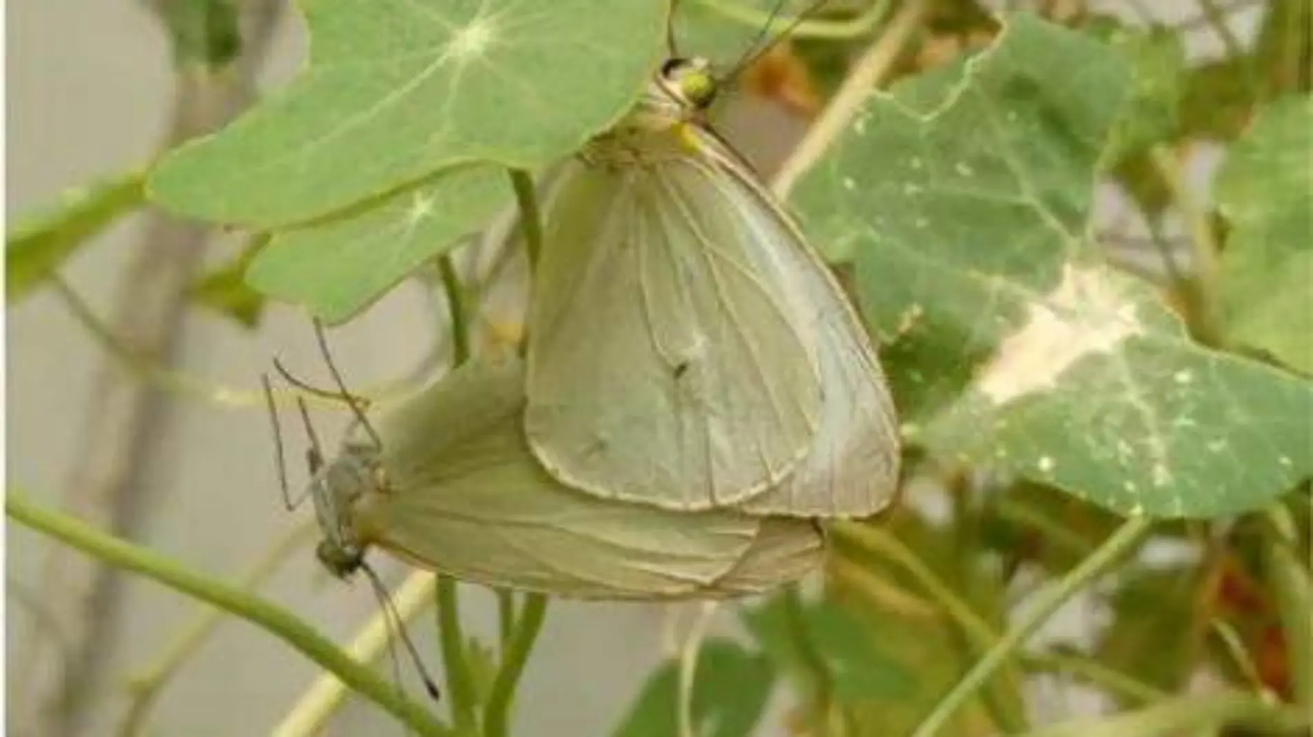 Mariposa monarca (6)